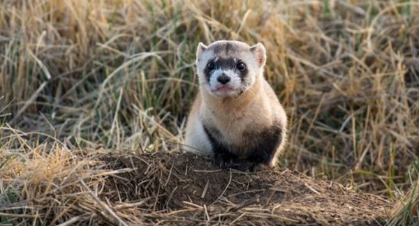 毁灭又被创造的10种动物 夜鹦鹉/睫角守宫榜上驰名