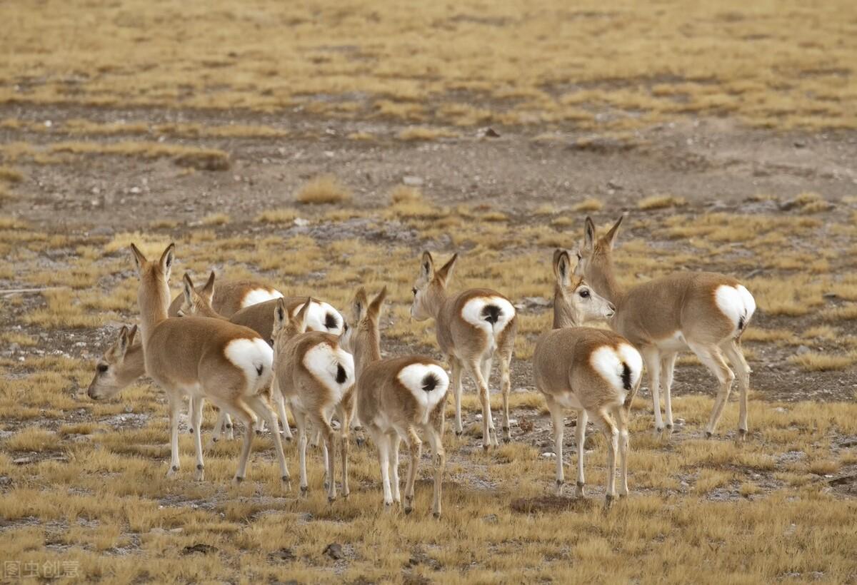 三江源位于我国哪个省(三江源地区指哪里)