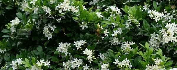 九里香喜阴还是喜阳(九里香怕太阳暴晒吗)