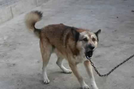 猜生肖三更半夜是什么动物