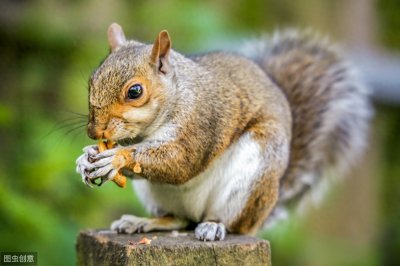 ​魔王松鼠吃喜欢什么食物？怎么饲养呢？