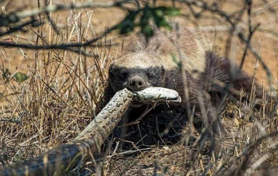 ​“平头哥”蜜獾原来有这么多天敌，却无一种对它们有严重危害