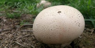 ​长得像包子的马粪包，吃起来味道美得很