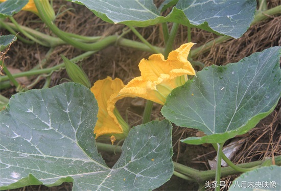 砍瓜,南瓜的一种,不但吃的时候奇特,吃法还很多,多种植于北方