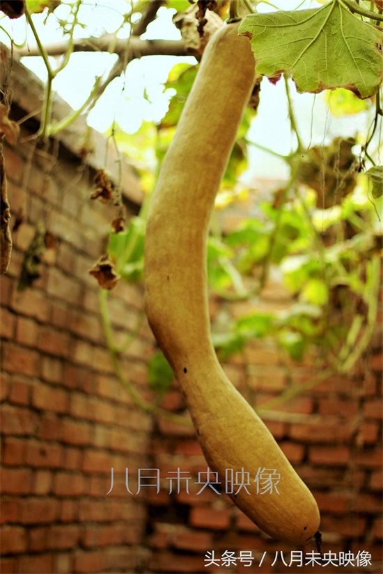 砍瓜,南瓜的一种,不但吃的时候奇特,吃法还很多,多种植于北方