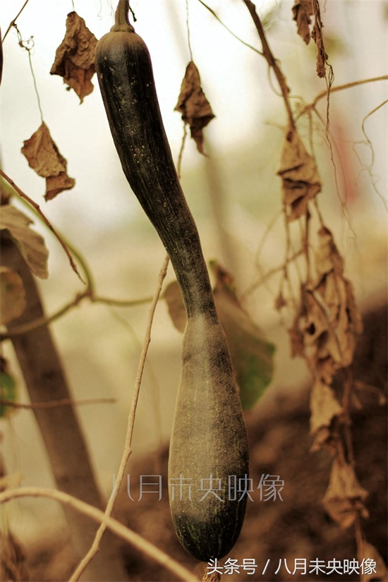 砍瓜,南瓜的一种,不但吃的时候奇特,吃法还很多,多种植于北方