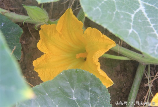 砍瓜,南瓜的一种,不但吃的时候奇特,吃法还很多,多种植于北方