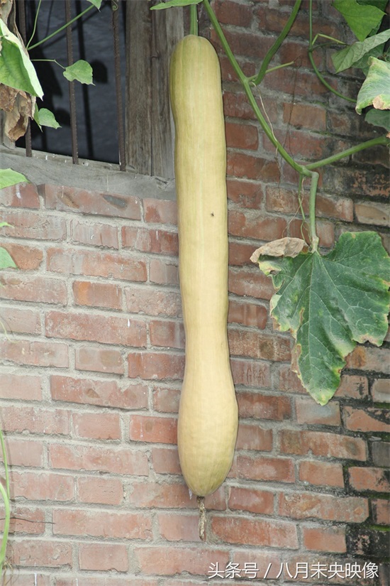 砍瓜,南瓜的一种,不但吃的时候奇特,吃法还很多,多种植于北方