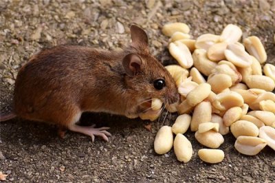 ​下降星座是什么意思 详解占星学基础知识