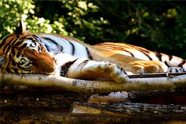1月17日是什么星座