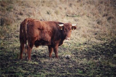 ​摩羯女和什么座最配 最配摩羯女星座盘点