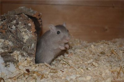 ​倒三角脸型详解 倒三角形脸面相特征