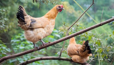 ​日落西山打一动物? 日落西山打一肖是什么动物