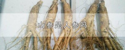 ​什么是山参,什么是人参 山参又叫人参吗