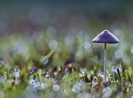 十二星座本命奥特曼有哪些