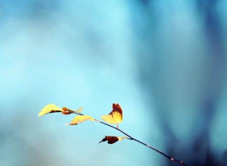 天秤座男和什么星座最配排行