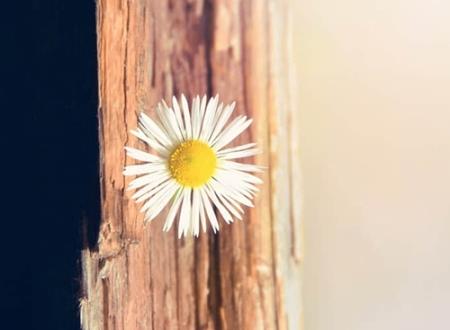 双鱼女喜欢男生的表现