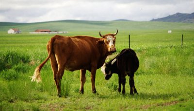 ​五牛精神具体指什么 五牛精神谁提出来的