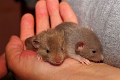 ​鼻子类型大全