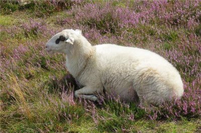 ​七九年属羊人2024年运程