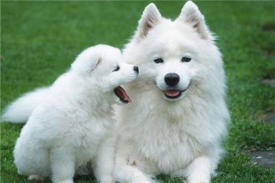 ​出生于82年属什么？