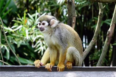 ​2024年属猴的大灾之年