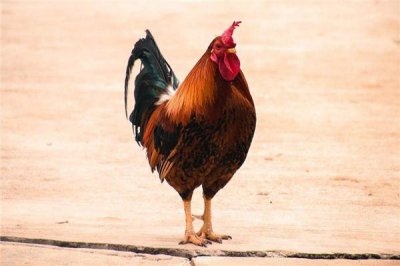 ​属鸡人是有哪些年出生