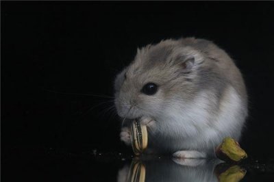 ​1996年出生的属什么属相