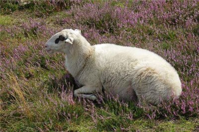 ​属羊的女人是哪些年份出生的