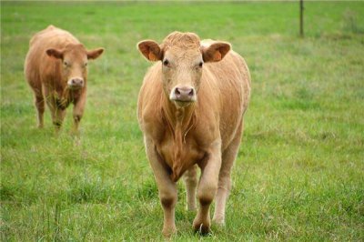 ​73年出生的生肖是什么