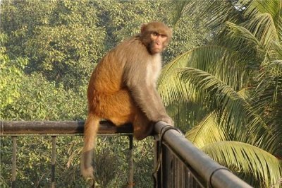 ​1956年的属相是什么