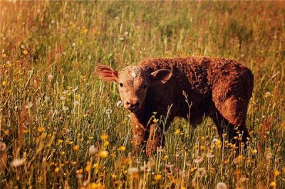 ​香港四不象图生肖