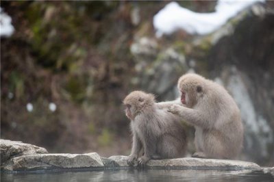 ​1944年属猴的命运