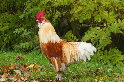 ​1993年是什么鸡