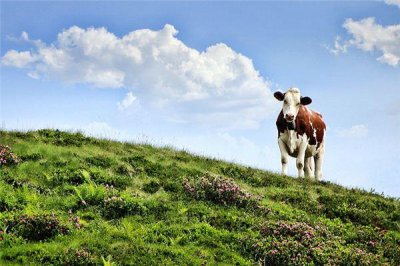 ​2009年的属什么生肖