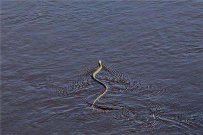 ​1977年属蛇的属于什么命