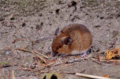 ​84年属鼠的是什么鼠