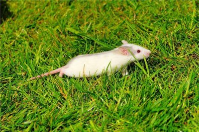 ​手忙脚乱是什么生肖