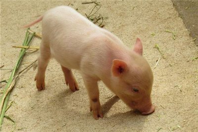 ​1995年属什么属相