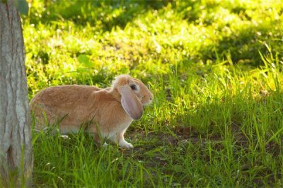 ​卯代表什么生肖