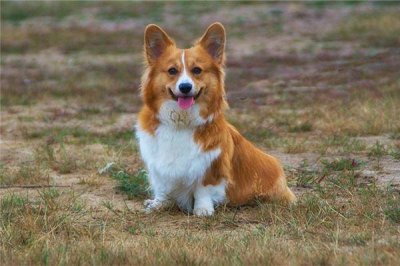 ​1982年是什么生肖年