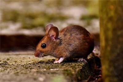 ​子午是什么生肖