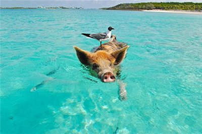 ​2007年是属什么属相