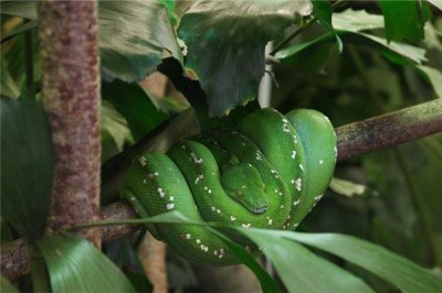 ​蛇年出生人的一生命运