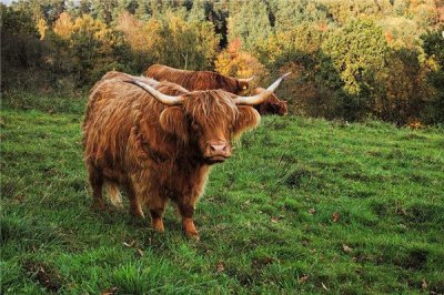 ​属牛是哪年出生的