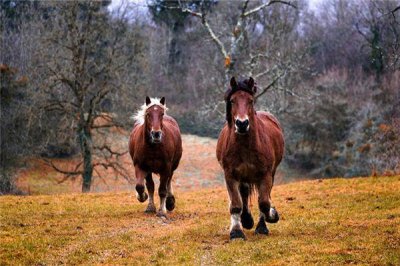 ​1942年属什么生肖