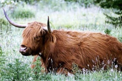 ​1973年是属什么生肖