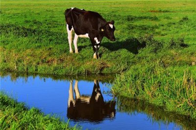 ​2009年的人属什么