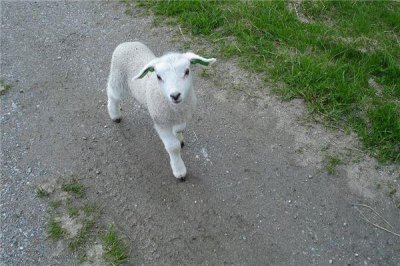 ​2003年是什么生肖年