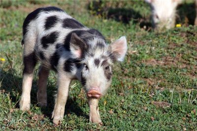 ​1971是什么生肖年